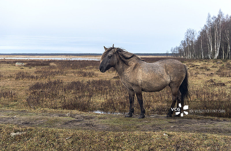 马站在拉脱维亚天空下的田野上的侧视图图片素材