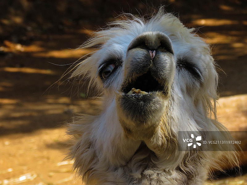 骆驼面部特写图片素材
