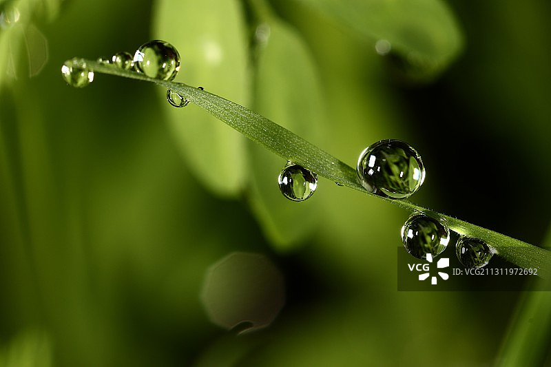 植物上水滴的特写图片素材