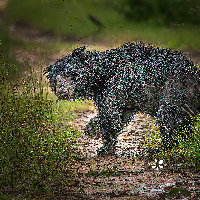 熊站在田野上的侧面视图，班迪普尔，卡纳塔克邦，印度图片素材
