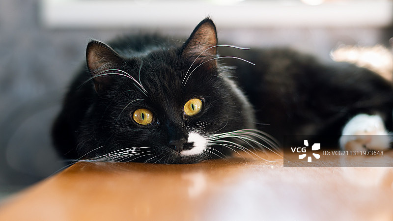 俄罗斯莫斯科州科罗廖夫的黑猫特写肖像图片素材