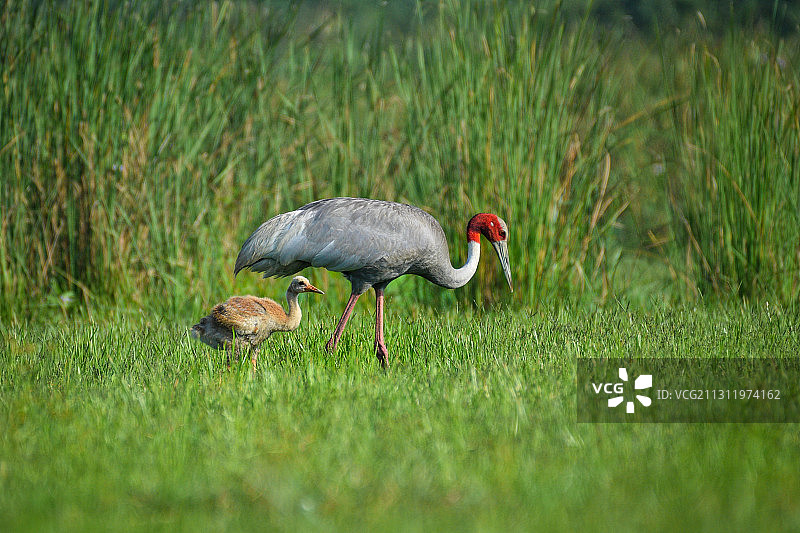 栖息在草地上的鸟儿特写图片素材
