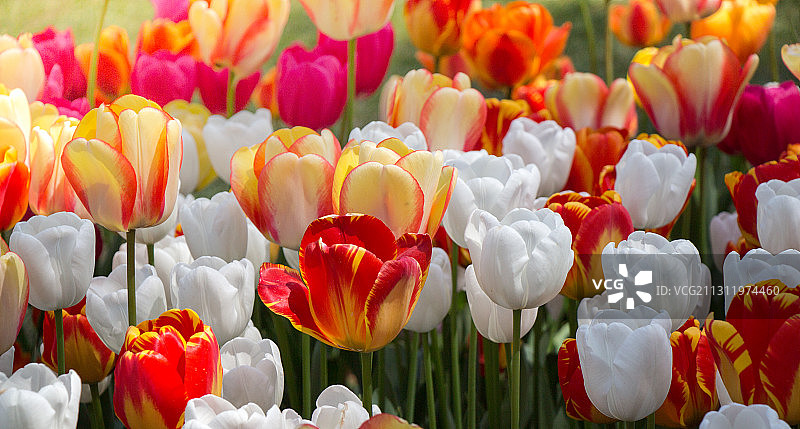 郁金香特写图片素材