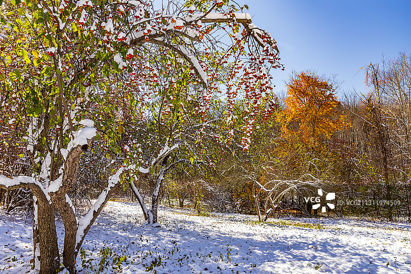 美国C学院路雪原上的树木图片素材