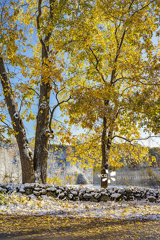 美国温汉姆路秋季公园树木图片素材
