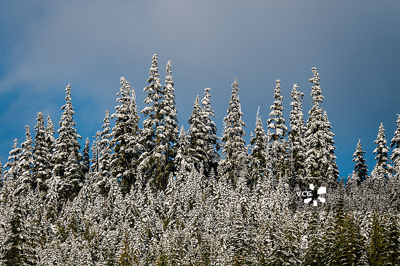 加拿大斯特拉斯科纳省立公园的植物仰视角度图片素材
