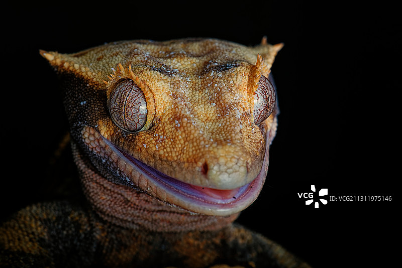 黑色背景下的壁虎特写图片素材