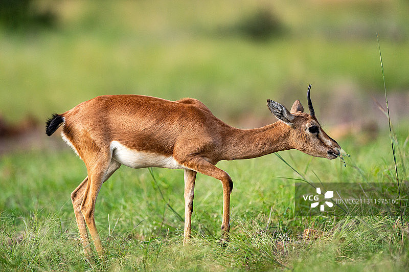 印度拉贾斯坦邦伦滕博尔国家公园田野上站立的鹿的侧视图图片素材