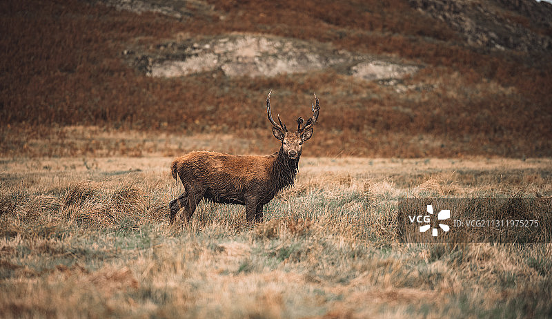 站立在英国布拉德盖特公园草地上的红鹿图片素材