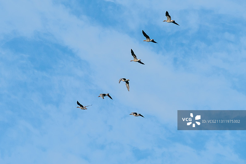 鸟群飞翔的低角度景观，荷兰阿布库德梅尔图片素材