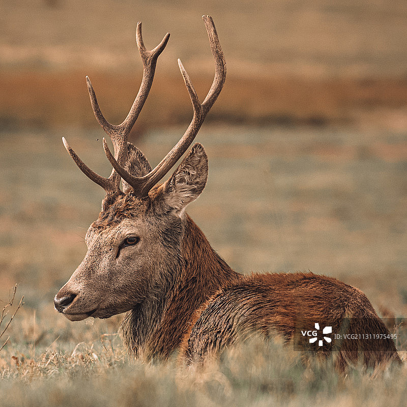 英国布拉德盖特公园：红鹿侧视图图片素材