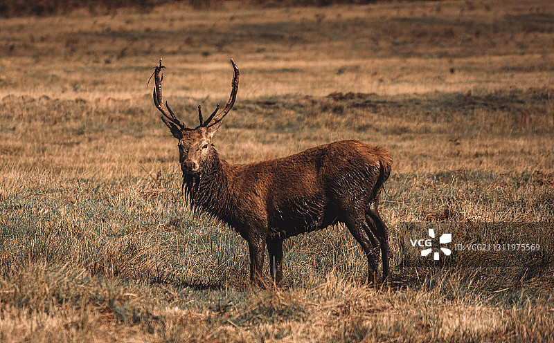 英国布拉德盖特公园：红鹿侧视图图片素材