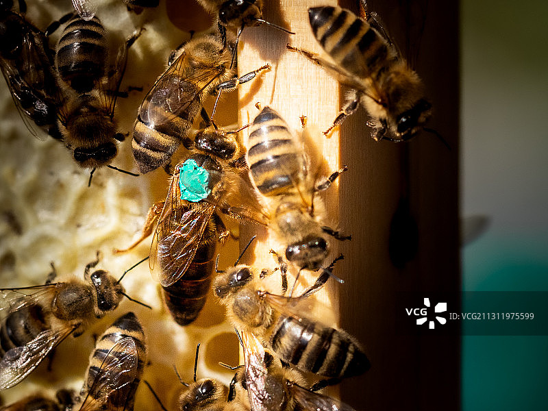 瑞士富利，蜂巢上的蜜蜂特写图片素材