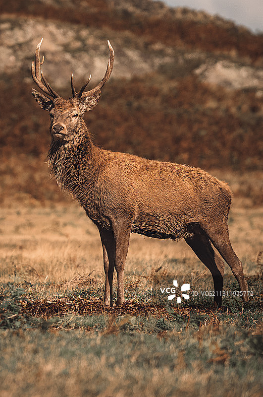 英国布拉德盖特公园：红鹿侧视图图片素材