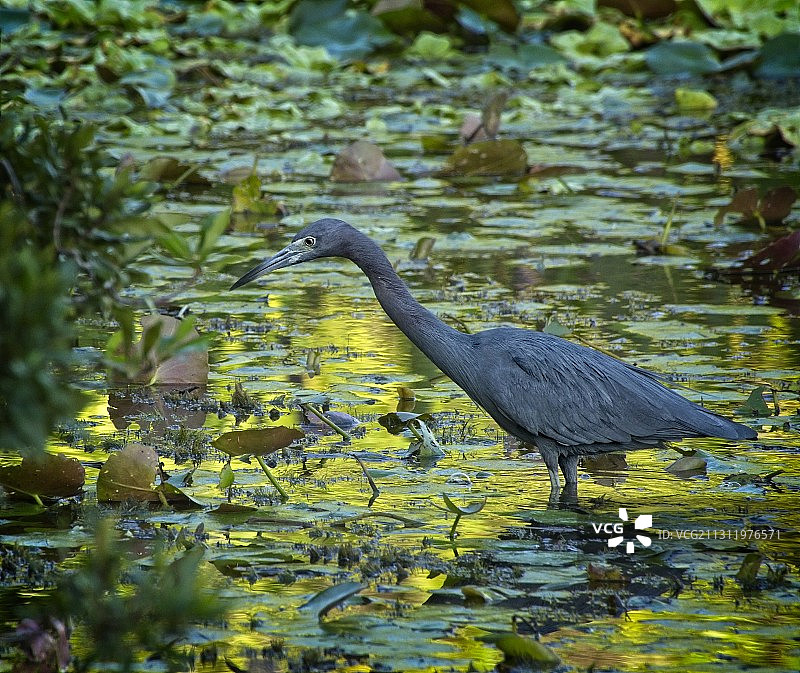 蓝色小苍鹭，佛罗里达州，美国图片素材