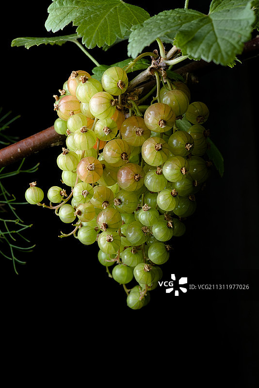 黑色背景下的葡萄特写，英国马尔文图片素材