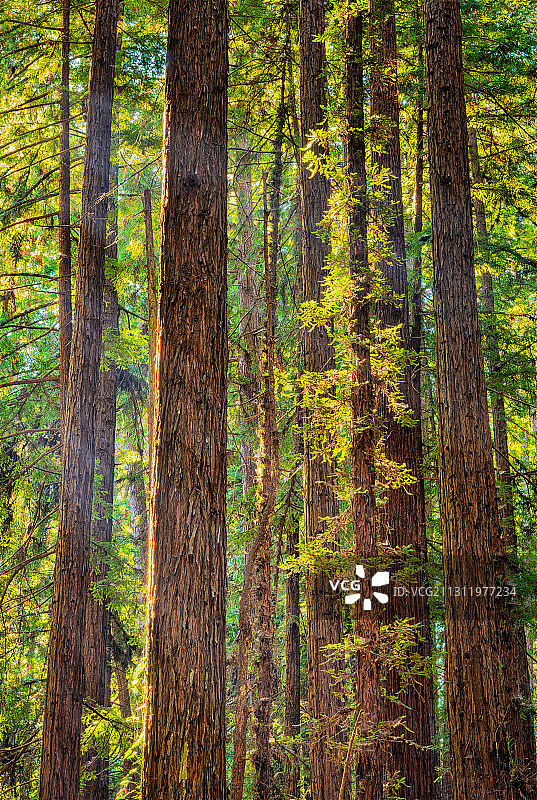 美国Aptos Creek Rd的森林中的树木图片素材