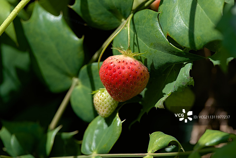 植物上生长的草莓特写，英国马尔文图片素材