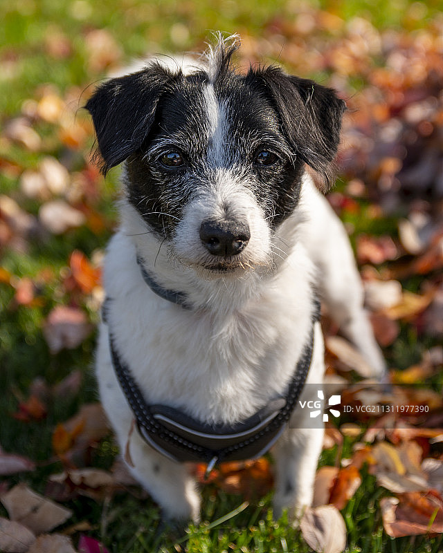 坐在田野上的可爱小狗肖像，美国伊利诺伊州奥罗拉图片素材