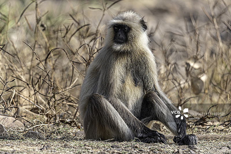 印度拉贾斯坦邦伦塔姆博尔国家公园的叶猴特写图片素材