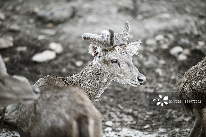 站立在田野上的鹿的特写图片素材