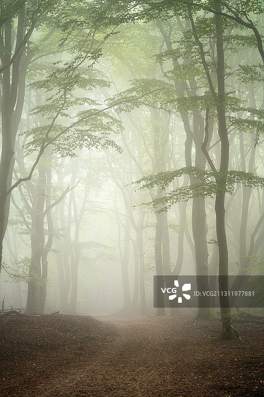 雾天的荷兰加德伦森林树木图片素材
