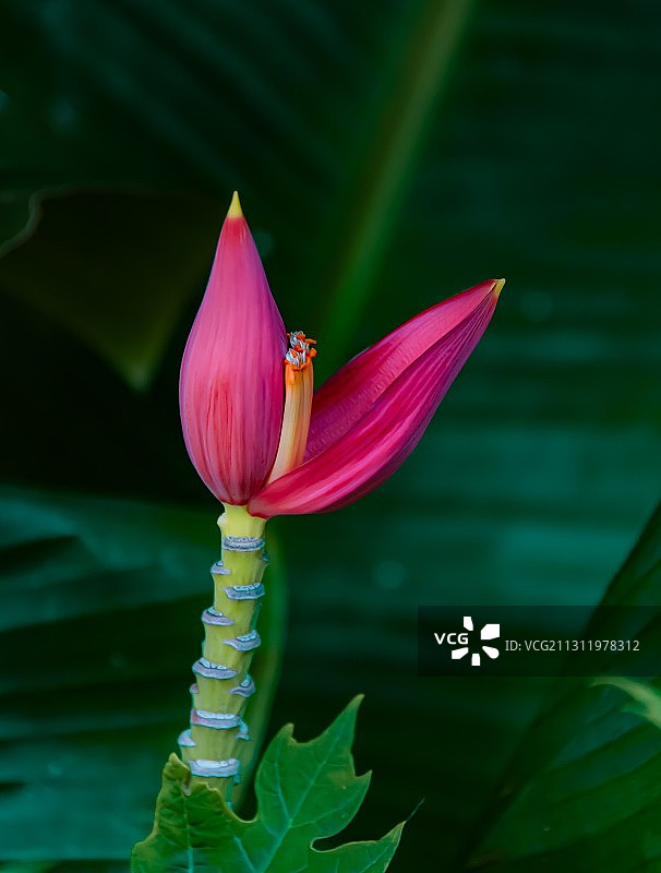 粉色荷花和睡莲的特写图片素材