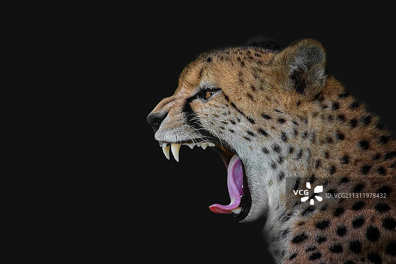 豹打哈欠的特写图片素材