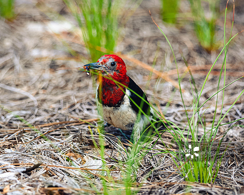 啄木鸟栖息原野特写图片素材