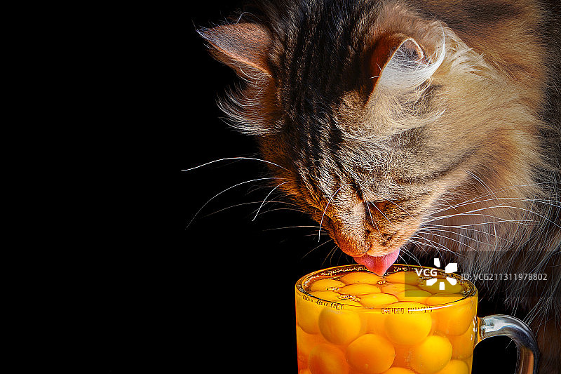 黑色背景下喝橙汁的猫特写图片素材