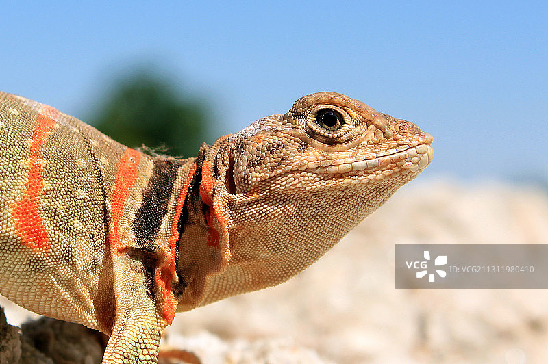 美国俄克拉荷马州威奇托山脉沙滩上的鬣蜥特写图片素材