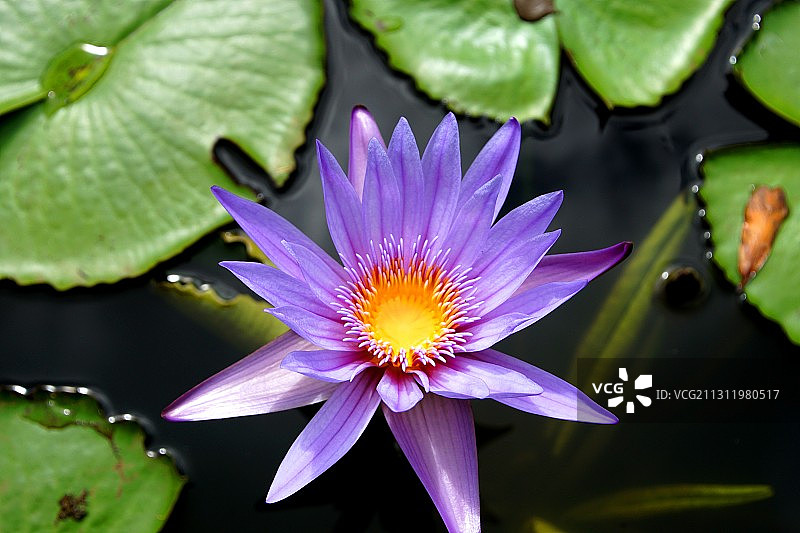 池塘中荷花特写，毛里求斯图片素材