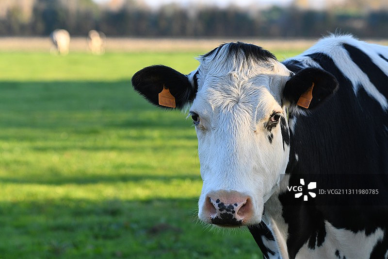 法国田野中站立的奶牛特写图片素材