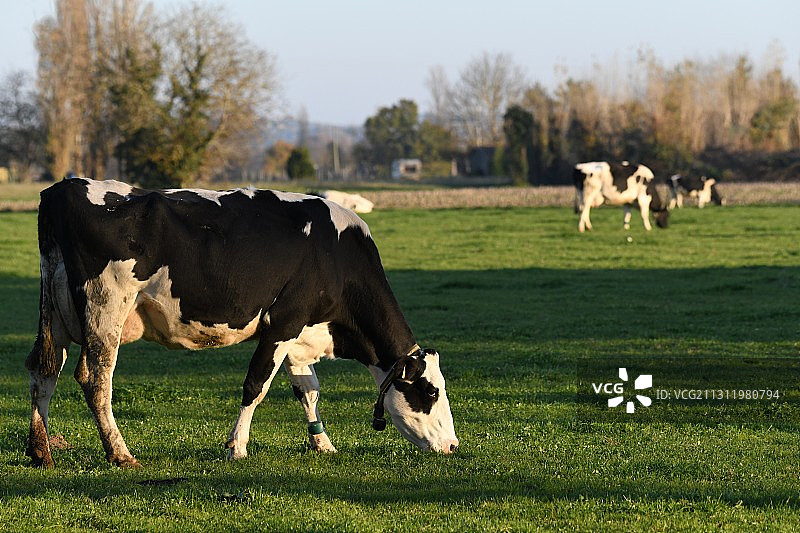 法国，田野里奶牛站立的侧视图图片素材