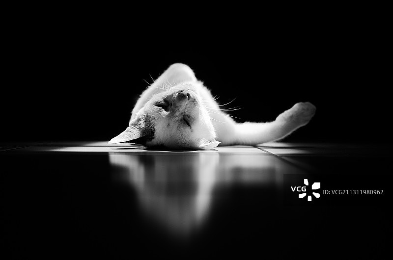 黑色背景下的猫特写图片素材