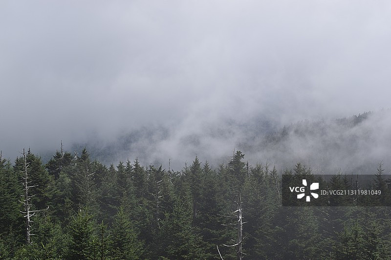 美国大雾山国家公园森林天空美景图片素材