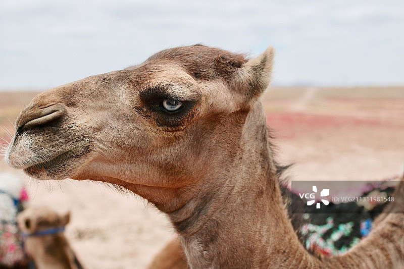 摩洛哥马拉喀什的双峰骆驼特写图片素材