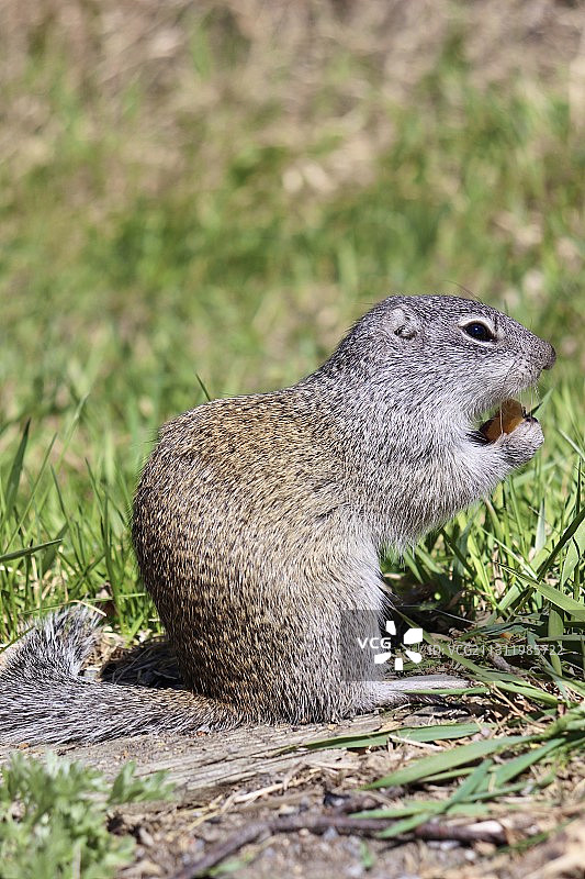 加拿大萨斯喀彻温省里贾纳的田野上的松鼠特写图片素材