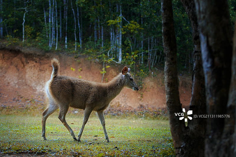 侧视角度拍摄的站立在泰国田野上的鹿图片素材