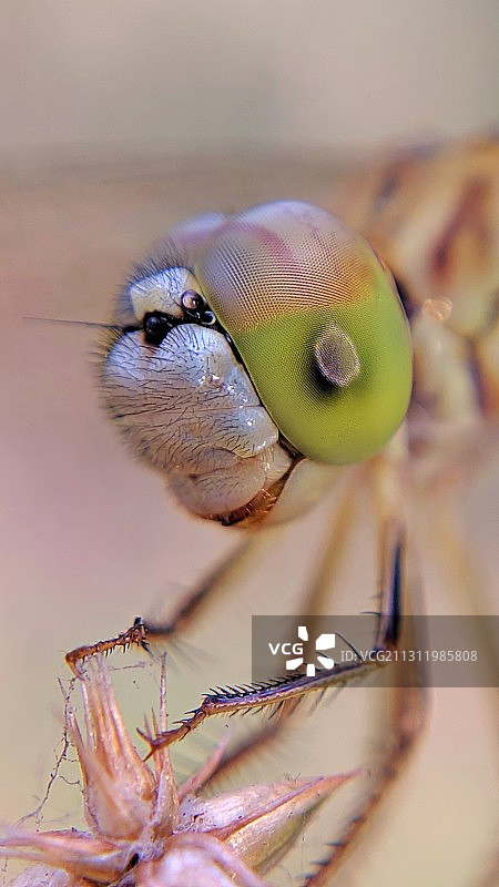 植物上的昆虫特写，印度孟买图片素材