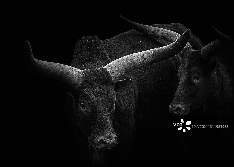 黑色背景下的牛的特写，西班牙图片素材