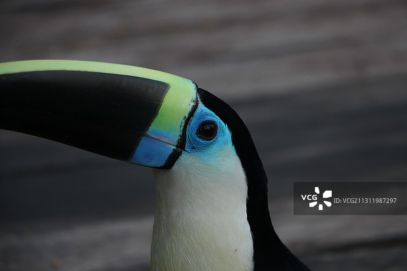 巨嘴鸟特写图片素材