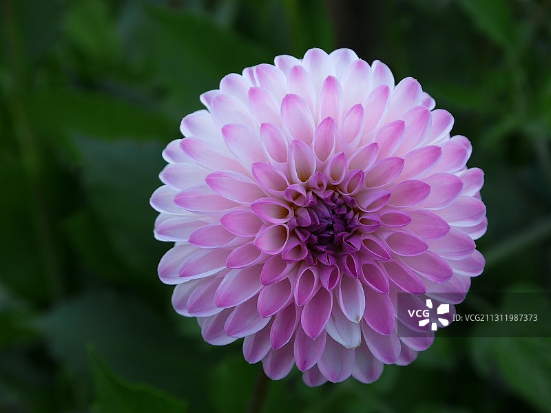 粉色大丽花特写图片素材