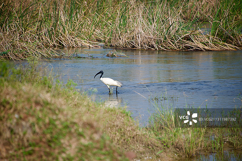 栖息在湖边的鹳侧面照图片素材