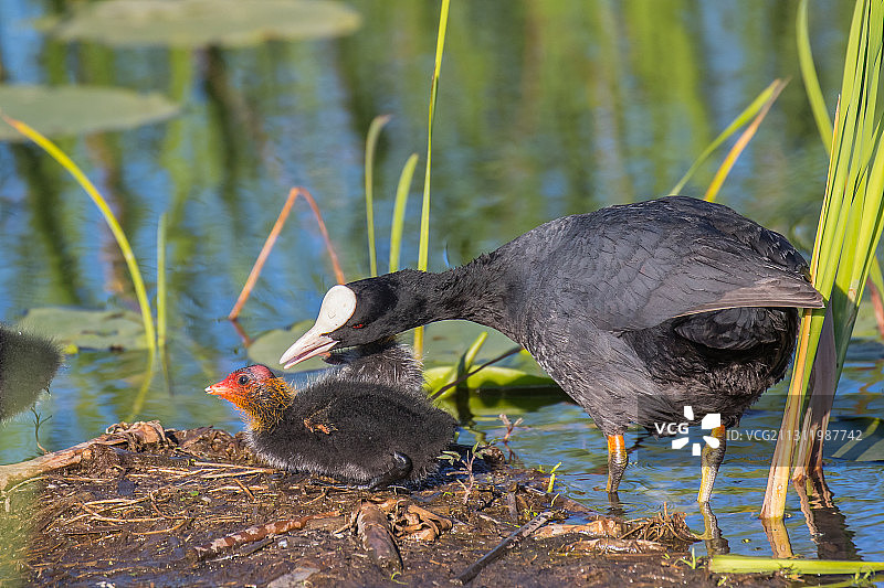 塞尔维亚湖中鸟类特写图片素材