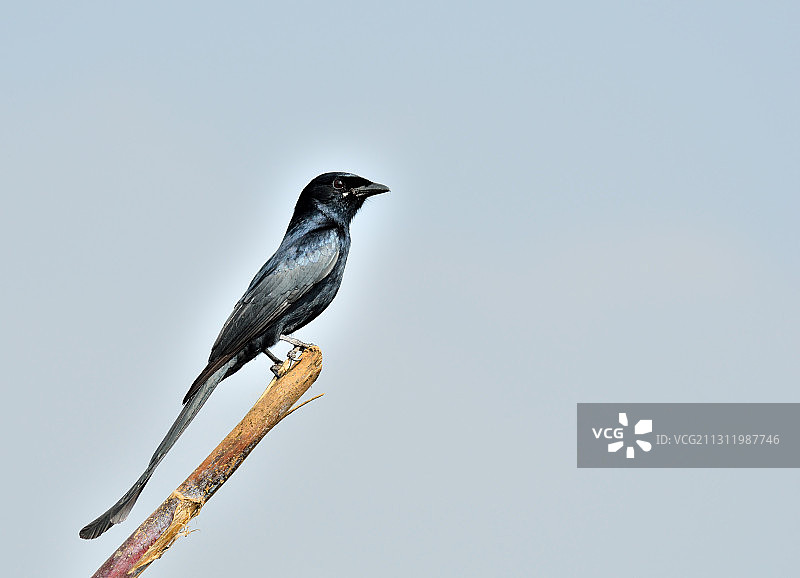 在晴朗的天空下，叉尾卷尾在树枝上栖息的低角度视图，班加罗尔，卡纳塔克邦，印度图片素材