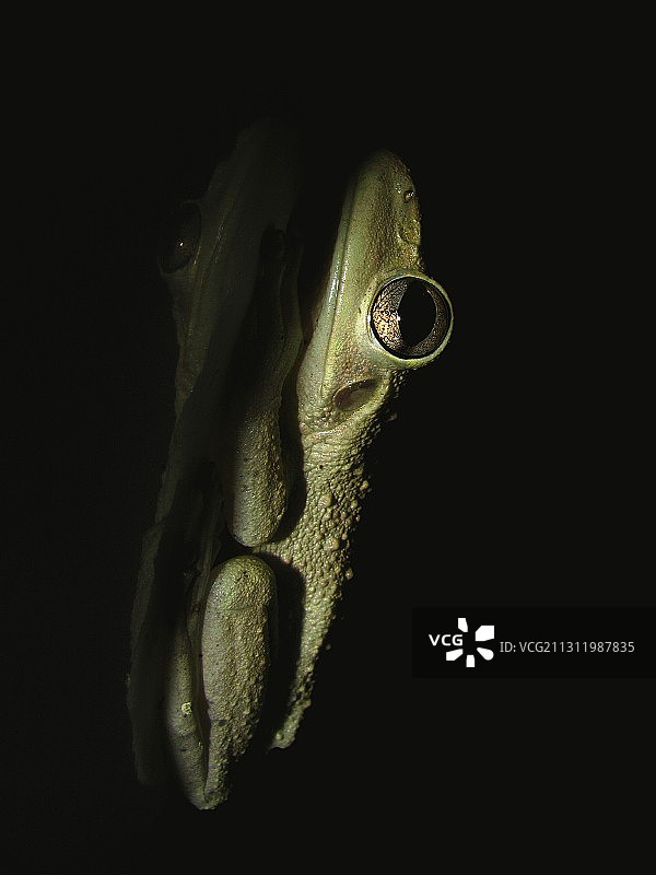 黑色背景下的蜥蜴特写图片素材