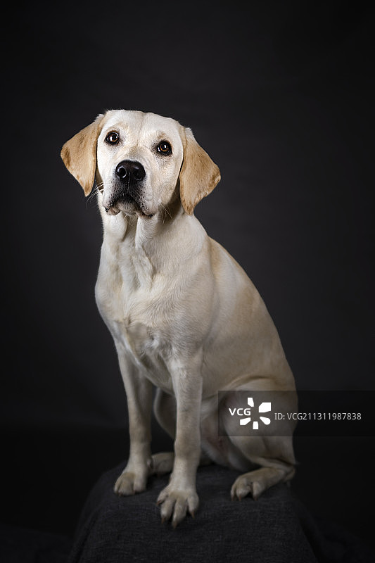 纯种寻回犬坐在黑色背景前的肖像，波兰图片素材