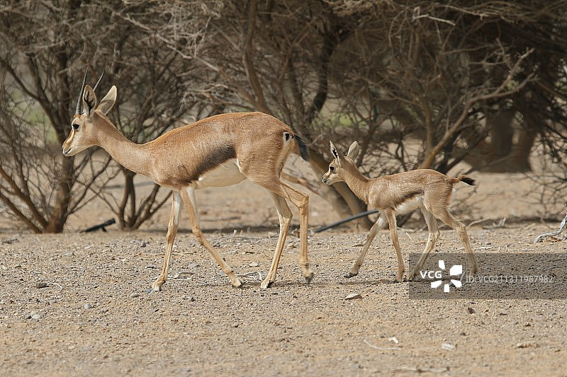在道路上行走的鹿侧视图图片素材