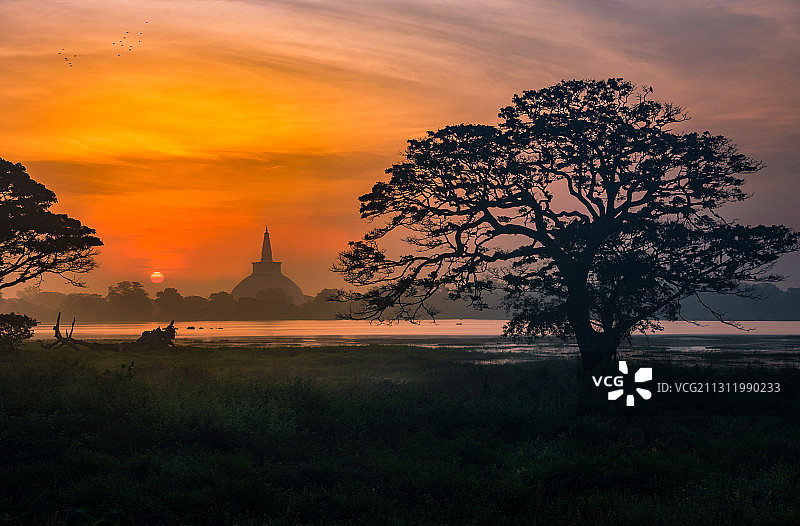 斯里兰卡阿努拉德普勒日落时分原野上的树木轮廓图片素材